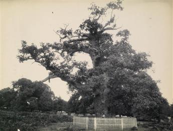 (TREES) Binder containing 31 photographs of very old and big magical trees in the United Kingdom by an unidentified photographer.